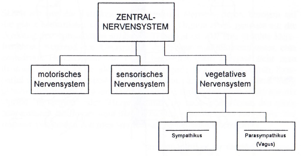 Abb. 1: Aufbau des Nervensystems