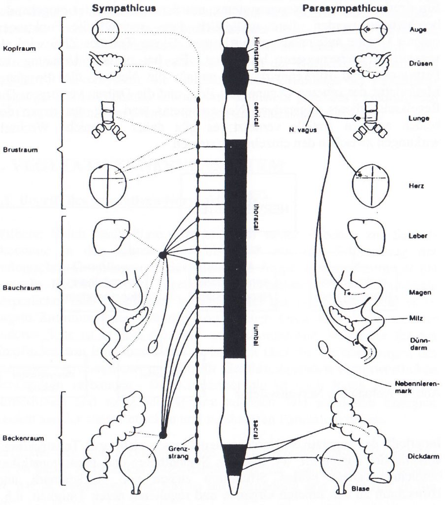 Abb. 2 Ursprund und Innervationsgebiete peripherer vegetativer Nerven [1]